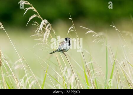 Male Reed bunting (Scientific name: Emberiza schoeniclus) perched on a grass stem in natural reed bed habitat. Facing right. Landscape. Space for copy