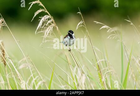 Male Reed bunting (Scientific name: Emberiza schoeniclus) perched on a grass stem in natural reed bed habitat. Facing forward. Landscape. Copy space