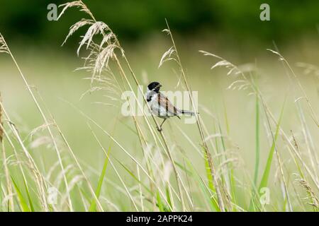 Male Reed bunting (Scientific name: Emberiza schoeniclus) perched on a grass stem in natural reed bed habitat. FAcing right. Landscape. Space for copy