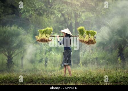 Woman Farmers grow rice in the rainy season. They were soaked with water and mud to be prepared for planting. wait three months to harvest crops Stock Photo