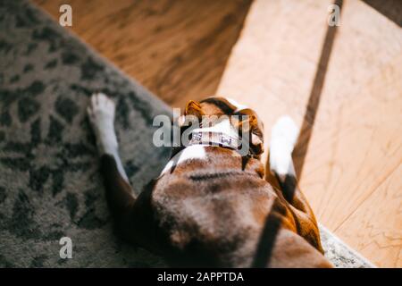 Dog sleeping on carpet Stock Photo
