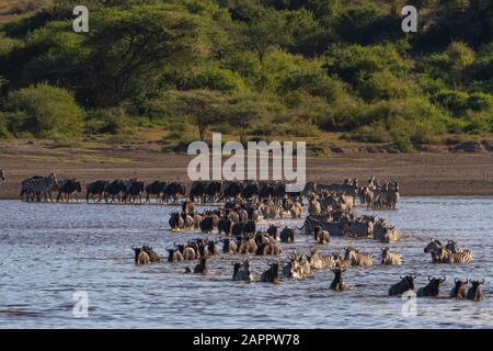Migrating plains zebras (Equus quagga) and wildebeests (Connochaetes taurinus) crossing lake, Ndutu, Ngorongoro Conservation Area, Serengeti, Tanzania Stock Photo
