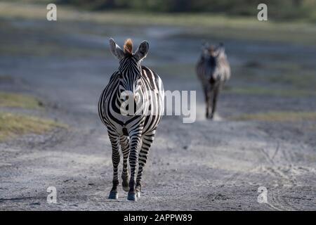 Two plains zebras (Equus quagga) walking on road, Ndutu, Ngorongoro Conservation Area, Serengeti, Tanzania Stock Photo