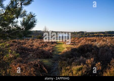 Traffic on the A31 passes through The New Forest Hampshire UK Stock Photo