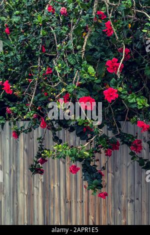 Bush of roses growing over the wooden fence Stock Photo