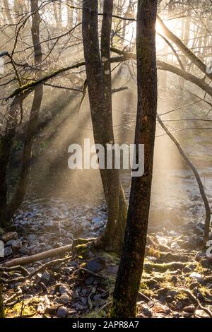 Light beams through trees,Rays of light shafts of light  Beams of sunlight through a forest in winter Brecon Beacons National park South Wales UK GB Stock Photo