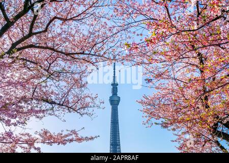 TOKYO, JAPAN - APR 9, 2019 : Beautiful cherry blossoms and Tokyo sky tree in spring at Tokyo, Japan. Stock Photo