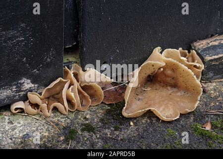 Palamino Cup (Peziza repanda) Stock Photo