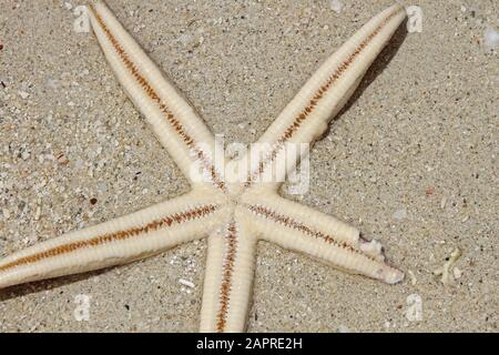 Asteroidea, starfish on sand upside down on beach, Maurius. Stock Photo