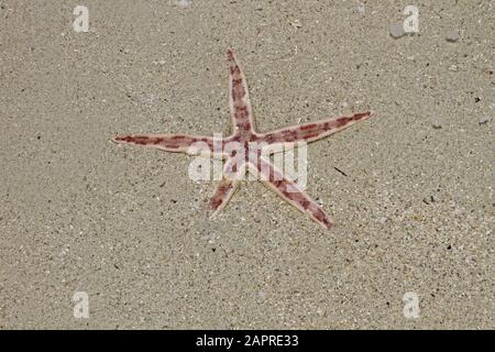 Asteroidea, starfish on sand face up on beach, Maurius. Stock Photo