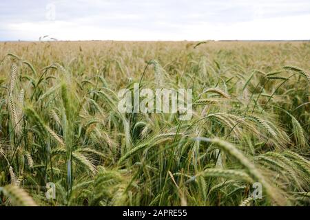 ear of green wheat under sunrays, nature Stock Photo