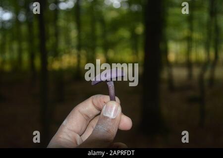 Selective focus shot of male hands holding a purple mushroom in a forest Stock Photo