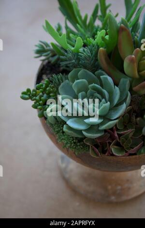 Succulents in a goblet composition detail close up Stock Photo