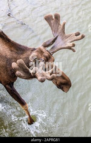 Bull moose (Alces alces) with antlers still in velvet walks through a pond, Alaska Wildlife Conservation Center, South-central Alaska Stock Photo