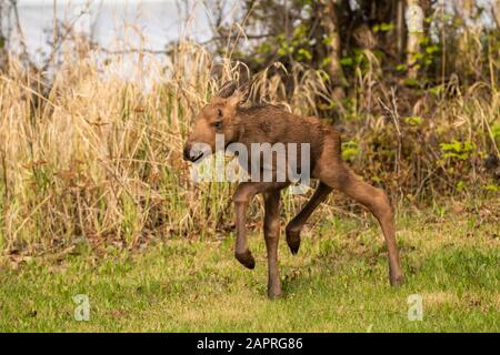 Young moose (Alces alces) calf runs around playing on grass, South-central Alaska; Anchorage, Alaska, United States of America Stock Photo