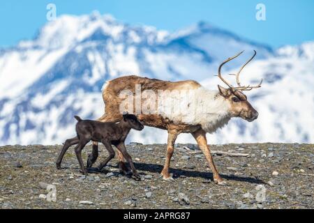 A reindeer (Rangifer tarandus) cow with her new calf, calf staying very close to protective cow, Alaska Wildlife Conservation Center Stock Photo