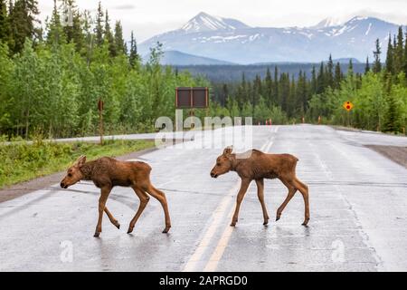 Twin moose calves (Alces alces) crossing the road, Denali National Park and Preserve; Alaska, United States of America Stock Photo