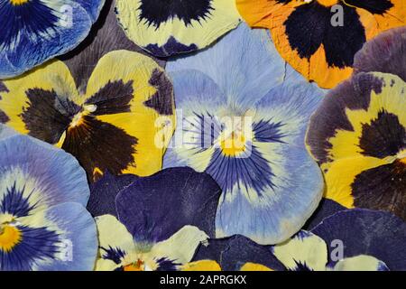 Beautiful dried colorful pansies flower covering whole image. Stock Photo