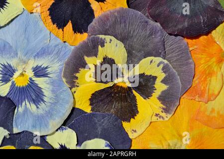 Beautiful dried colorful pansies flower covering whole image. Stock Photo