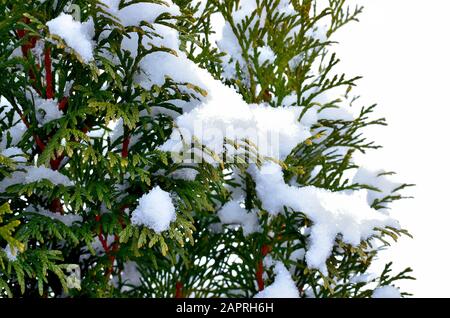 Close up of Thuja Occidentalis covered with Snow during Wintertime isolated on White Background. Stock Photo