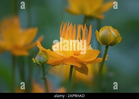Soft orange yellow flowers close up against blurred green and blue background Stock Photo