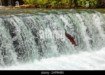 A King Salmon, also known as Chinook salmon (Oncorhynchus tshawytscha), attempts to jump the falls at the Fish Hatchery pond, South-central Alaska Stock Photo