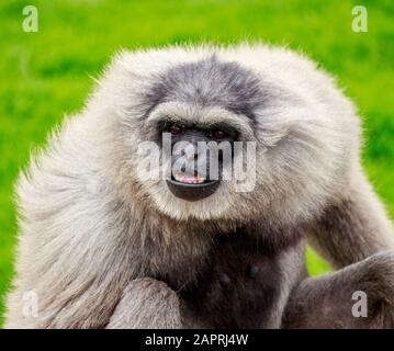 Mono Carayá, a native of South America. in the wild and natural state Stock  Photo - Alamy