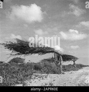 Journey to Suriname and the Netherlands Antilles  Dividivi- or watapana trees on Aruba Date: 1947 Location: Aruba Keywords: trees, landscapes Stock Photo