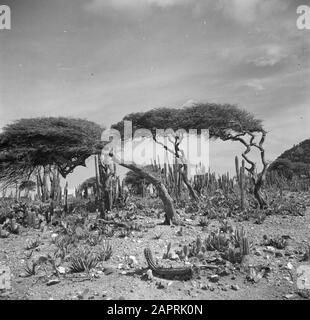 Journey to Suriname and the Netherlands Antilles  Dividivi- or watapana trees on Aruba Date: 1947 Location: Aruba Keywords: trees, landscapes Stock Photo