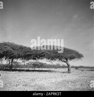 Journey to Suriname and the Netherlands Antilles  Dividivi- or watapana trees on Aruba Date: 1947 Location: Aruba Keywords: trees, landscapes Stock Photo