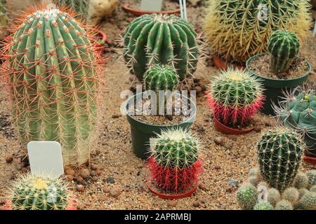 A variety of spiny plants grow in the sand and stones. Cacti are perfect for decorating apartments and offices. Flowers in the interior Stock Photo