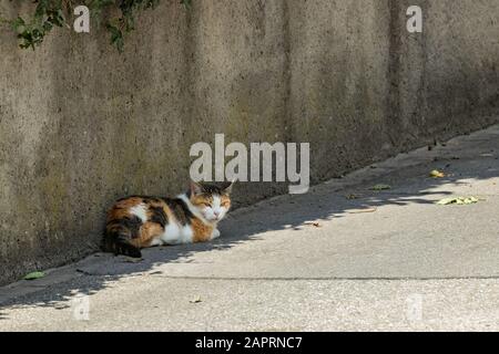 A half-asleep calico cat rests peacefully in a shade near a high concrete fence on the edge of an asphalt road. Outskirts of Bern.. Stock Photo