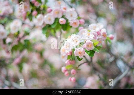 Apple Blossom On A Tree In Daytime Stock Photo