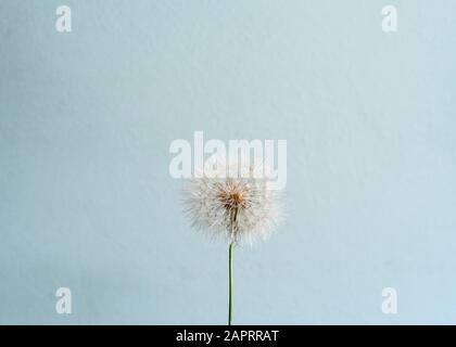 Dandelion Seed Head On A Blue Background Stock Photo
