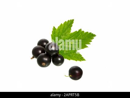 Black currant with leaves isolated on white. Currant berry with leaf. Stock Photo