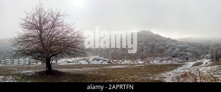 Tree without leaves at the edge of the forest, in winter Stock Photo