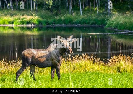 A young bull moose (Alces alces) feeds near a small pond near Kincaid Park in West Anchorage, Alaska. Antlers are still in 'velvet' at this time of... Stock Photo