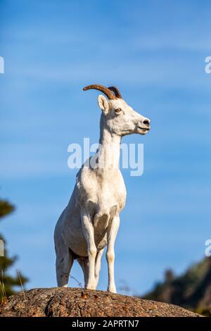 Dall Sheep ewe (Ovis dalli) stands on a rocky ledge overlooking the waters of Turnagain Arm South of Anchorage, Alaska in South-central Stock Photo
