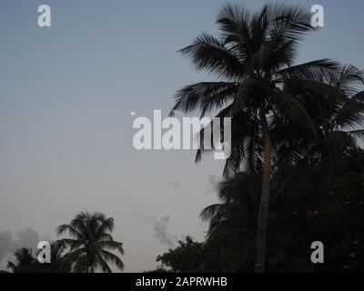 Moon against the sky and coconut trees in Kerala Kochi Stock Photo