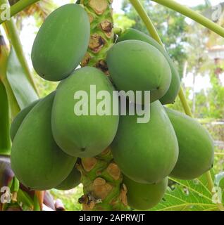 Papaya fruit in Kochi, Kerala, India Stock Photo