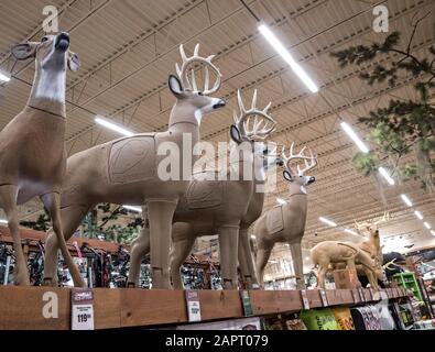 Life size 3-D archery targets and decoys for bowhunting season at Bass Pro Shops outdoors store, Gainesville, Florida. Stock Photo