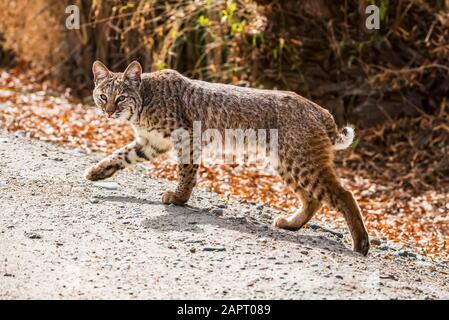Bobcat (Lynx rufus) with front paw raised walks along a path at Sweetwater Wetlands; Tucson, Arizona, United States of America Stock Photo