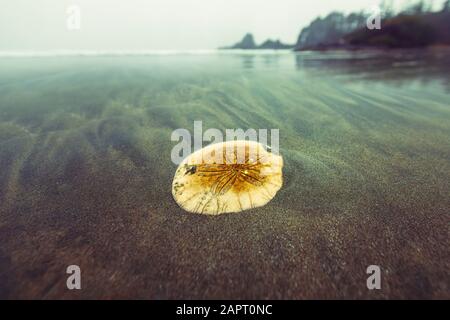 The sand dollar lies on the Pacific coast. Tofino, British Columbia. Sea cookie, snapper biscuit. Flattened disk-like sea urchins that live on sandy b Stock Photo