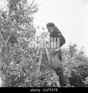Israel 1948-1949:Pardes  An orange picker on a citrus plantation near Pardes standing on a ladder at work Date: 1948 Location: Israel, Pardes Keywords: workers, citrus fruits, fruit cultivation, ladders, harvests, plantations Stock Photo