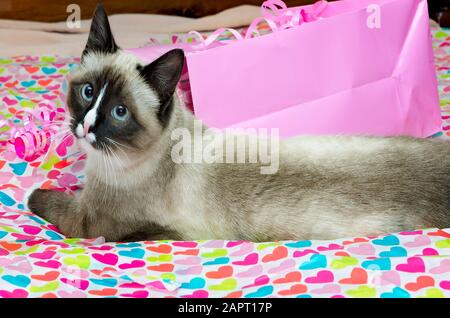 Twinkie, a Siamese cat, plays with ribbons and tissue in a Valentine’s ...