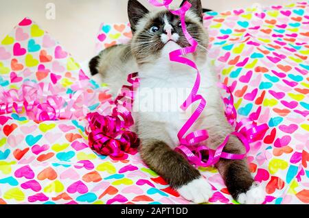 Twinkie, a Siamese cat, plays with Valentine’s Day ribbons and tissue paper, Feb. 14, 2014, in Coden, Alabama. Stock Photo