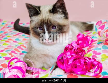 Twinkie, a Siamese cat, plays with ribbons and tissue in a Valentine’s ...