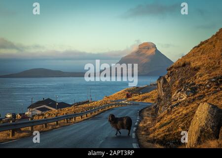 A black sheep walking in the middle of the road in Velbastaður. In the background the islands of Koltur. Faroe Islands Stock Photo