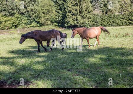 braune Pferde auf Weide Stock Photo