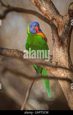 Vertical image of a colorful rainbow lorikeet, a blue, orange, green and yellow parrot with red eyes and beak perched on a tree on a sunny day. Stock Photo